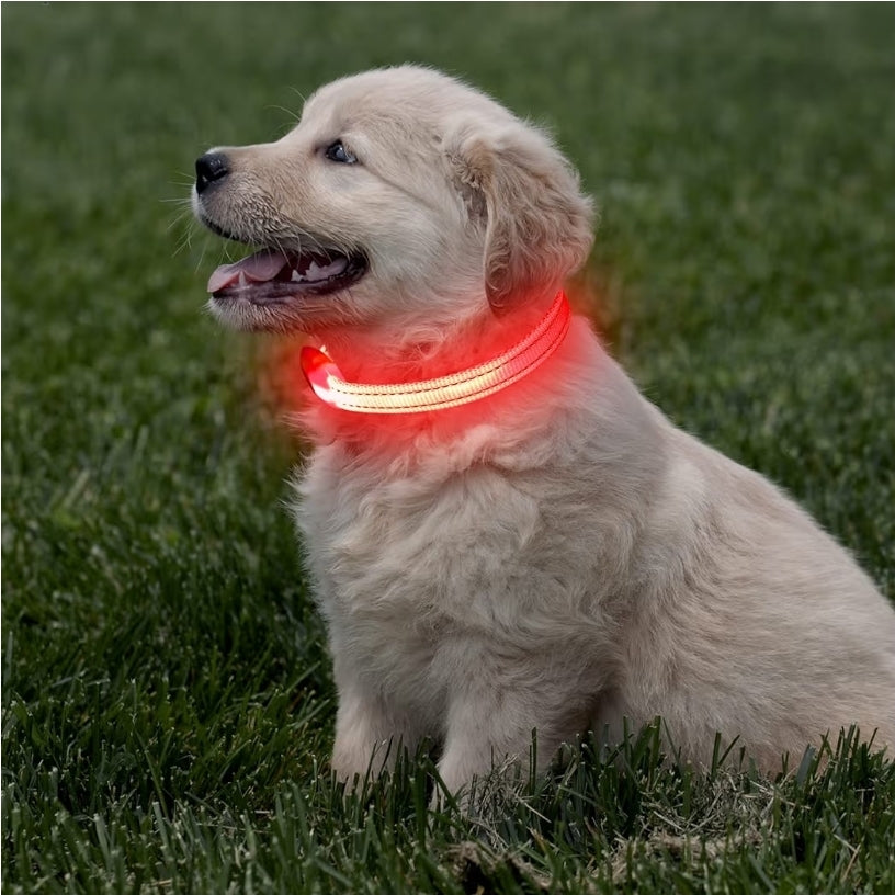 Halo-Pup Safety Dog Collar