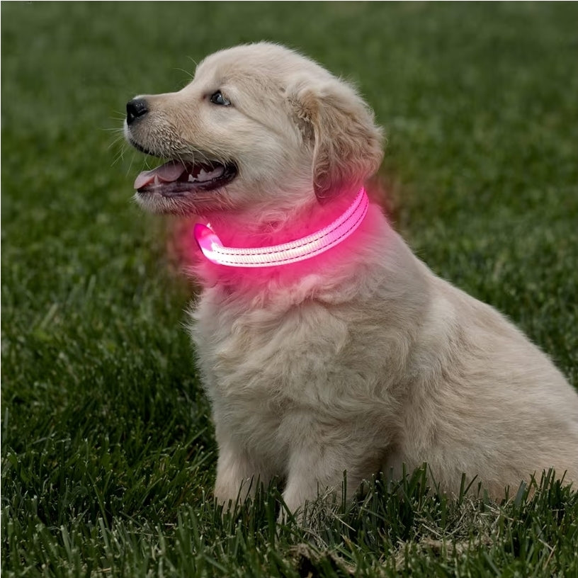 Halo-Pup Safety Dog Collar