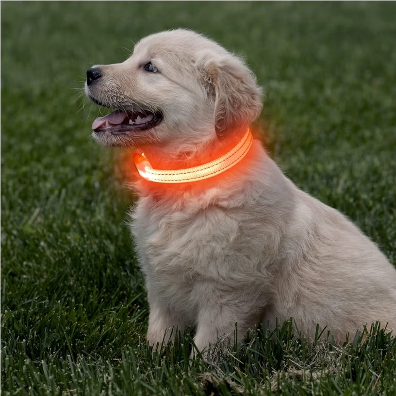 Halo-Pup Safety Dog Collar