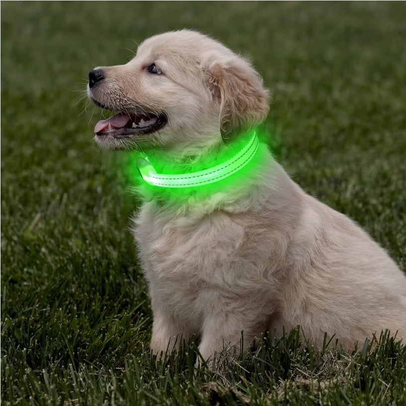 Halo-Pup Safety Dog Collar