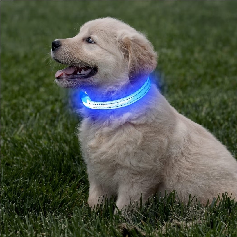Halo-Pup Safety Dog Collar