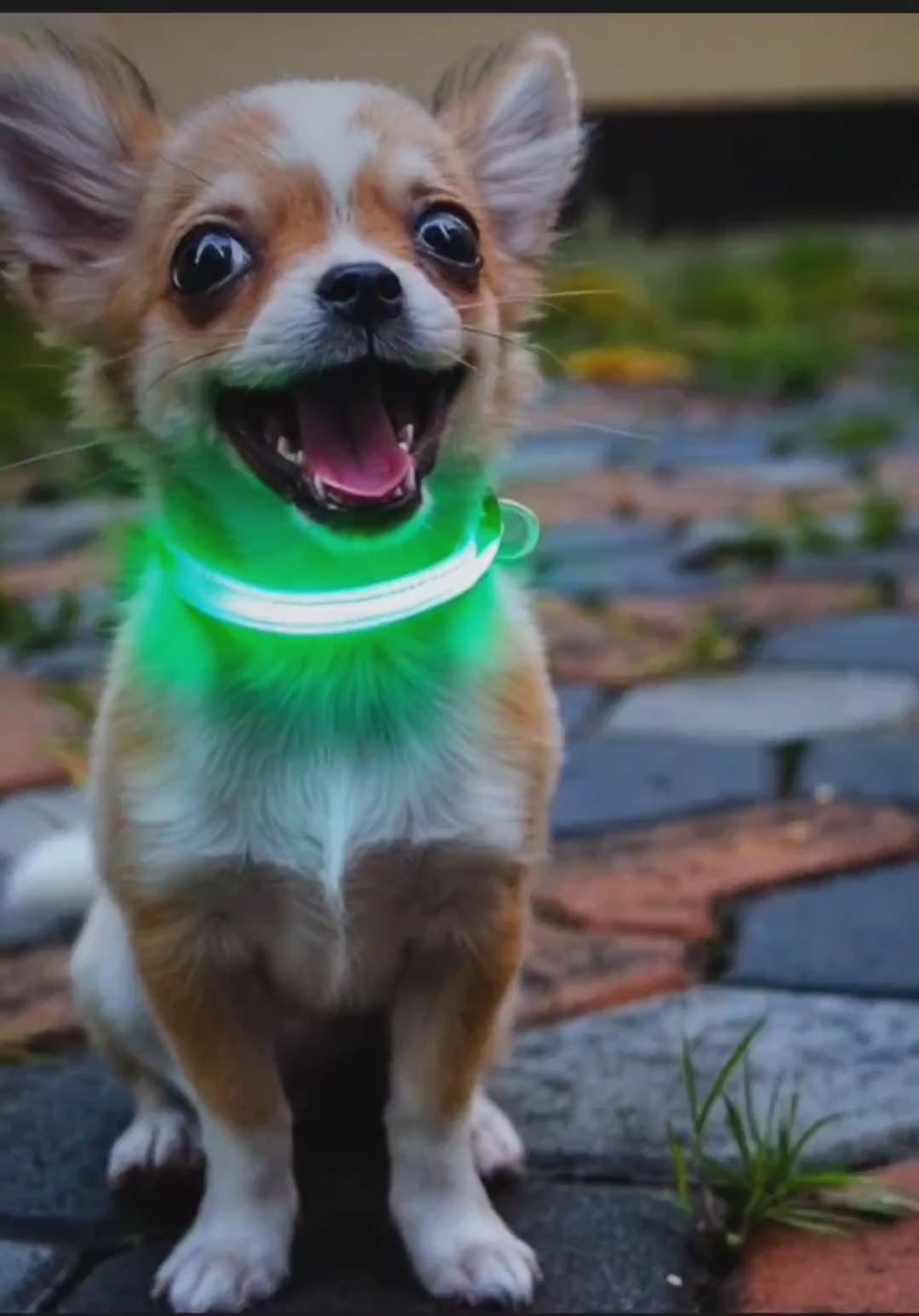 Halo-Pup Safety Dog Collar